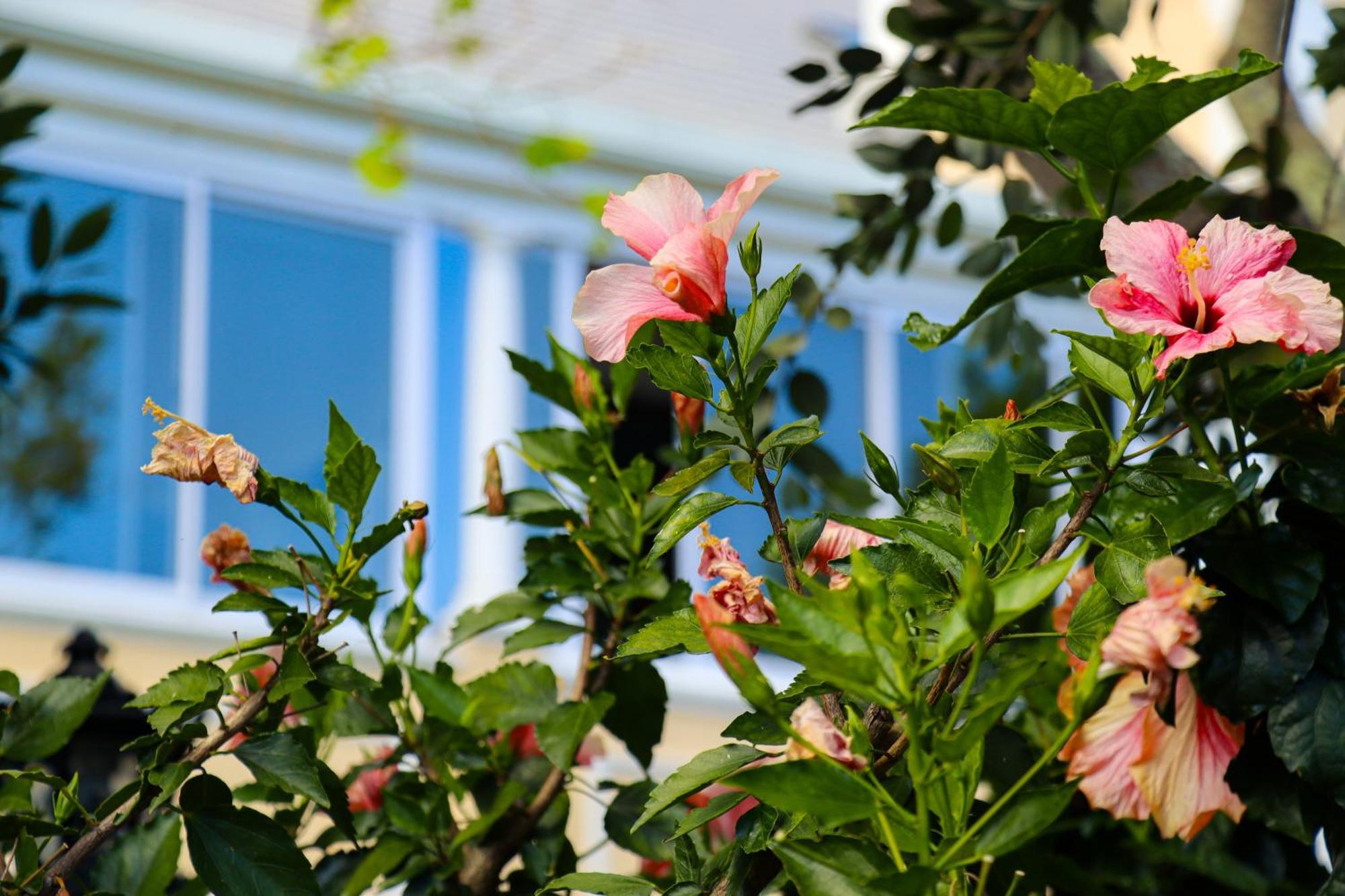 Carmichael House Boutique Hotel Cidade Do Cabo Exterior foto